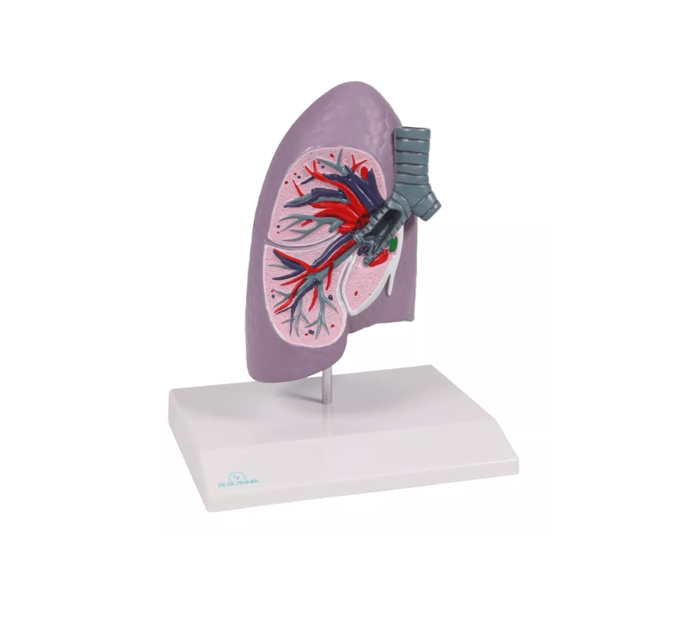 Lungenhälfte, natürliche Größe - Erler - Zimmer